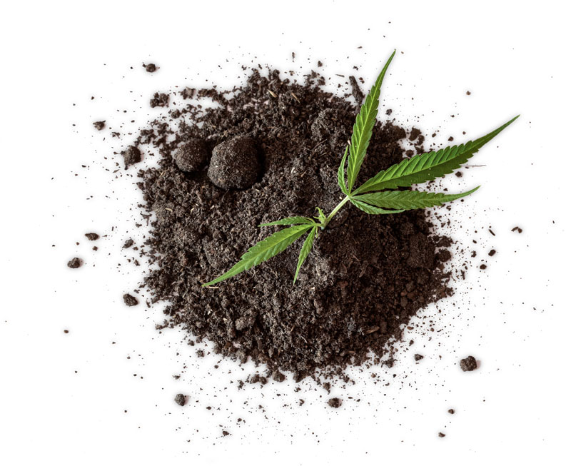 Hemp Extract